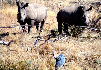 Pilanesberg One Day safari experience with Go SAfari