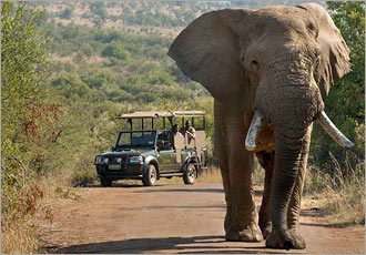 Pilanesberg One Day safari experience with Go SAfari
