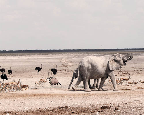 Etosha a experience that will leave you in awe Etosha Namibia’s premier safari destination, home to abundant wildlife, salt pans, and unforgettable game viewing