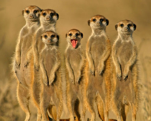 Meercat