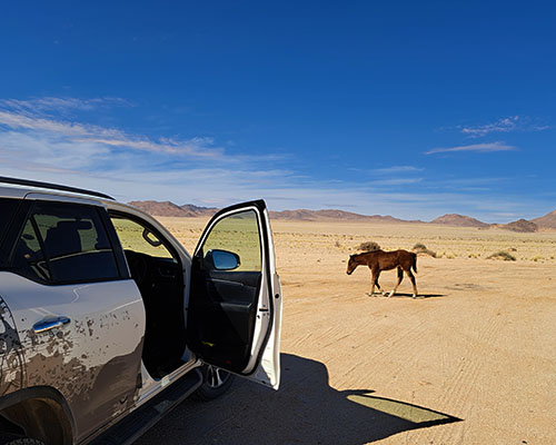 Klein-Aus A Hidden Gem in Namibia’s South Experience Klein-Aus, where desert landscapes meet historic charm and Namibia’s wild horses roam free under endless skies.