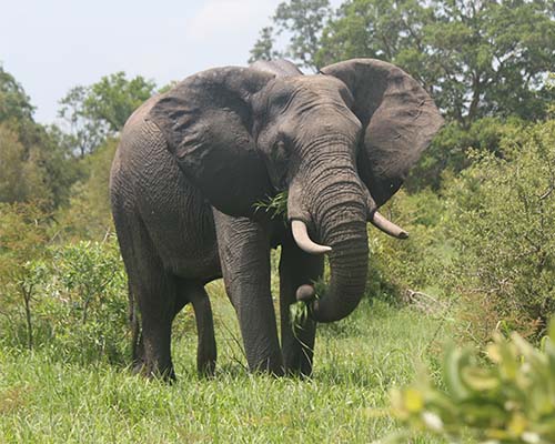 Elephant in the Kruger Park
