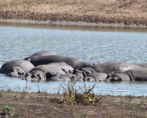Hippopotamus