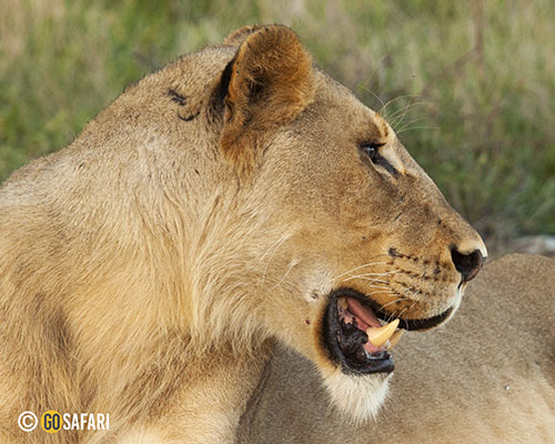 The world-renowned Kruger National Park offers a wildlife experience that ranks with the best in Africa