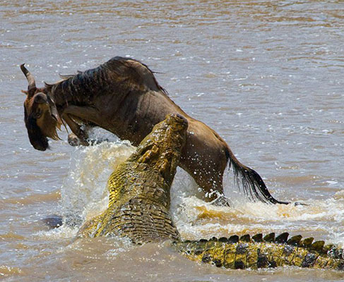 Nile Crocodile
