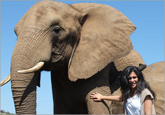 One Day elephant walk experience and aerial cable car ride at Haartebeespoort Dam