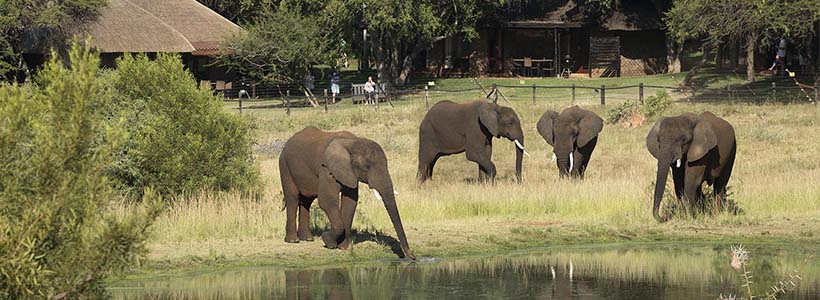 Bakubung Bush Lodge