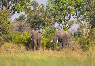 Botswana mobile safari