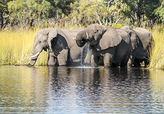 Camp Moremi