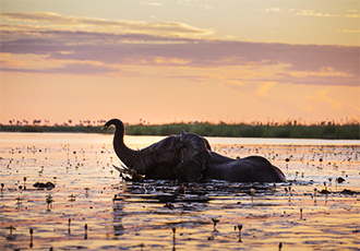 Experience a wildlife safari second to none Okavango Delta Fly-In Safari Botswana