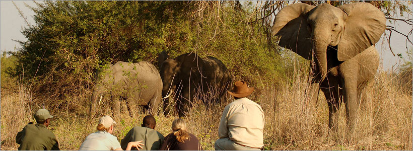 Big five bush walk