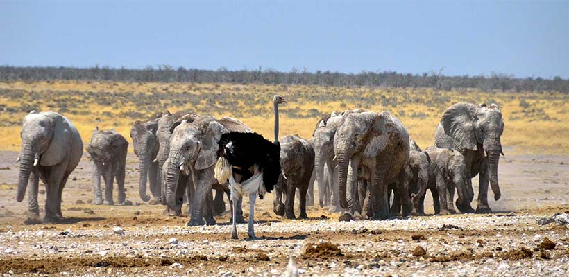 Explore the wonders of the Etosha National Park, a thriving wildlife sanctuary, where animals congregate around the waterholes.