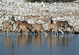 Namibia Luxury Lodge safari