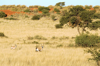 Self-drive safari in Namibia