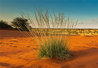 Self-drive safari in Namibia