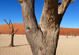 Scheduled safari Namibia