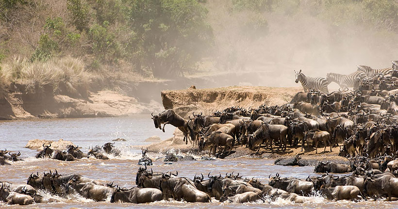 The Great Wildebees Migration clockwise route following the rains