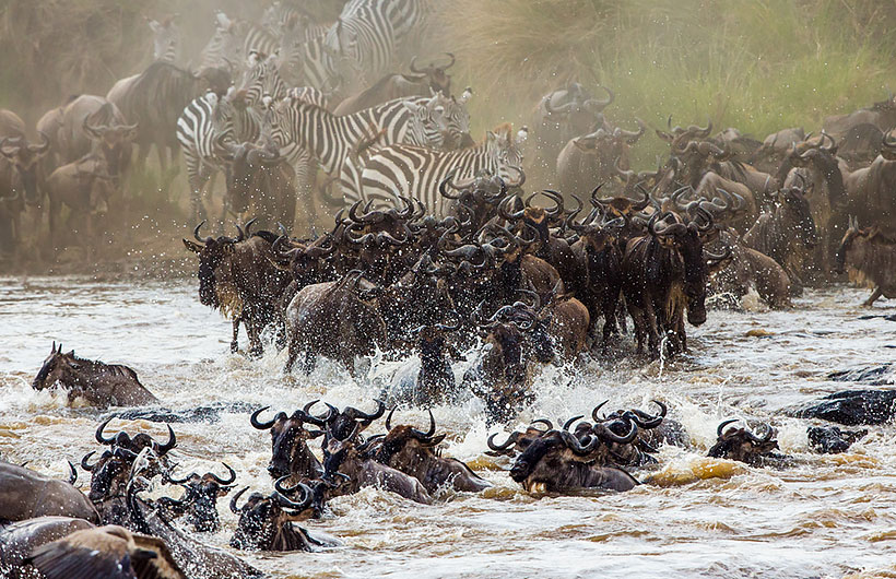 The Great Wildebees Migration - giant herds of grazers across Northern Tanzania and Kenya is a truly spectacular event
